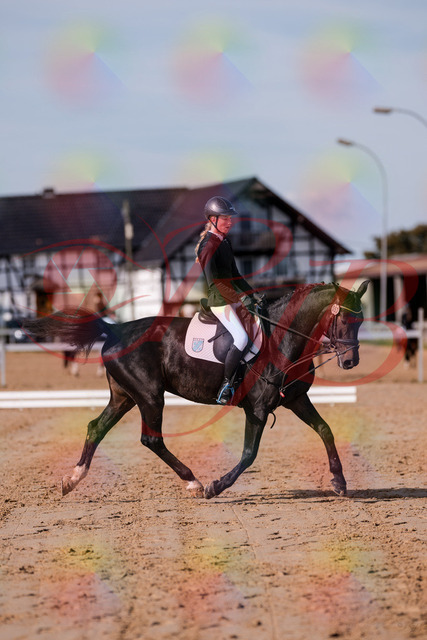 2026_10_03_Siefer-Hof_115747_Z81_98531995 | Professionelle Reitsport-, Turnier- und Eventfotografie von Robert Broda. Galerien mit ausgewählten und bearbeiteten Bildern direkt online ansehen und bestellen.