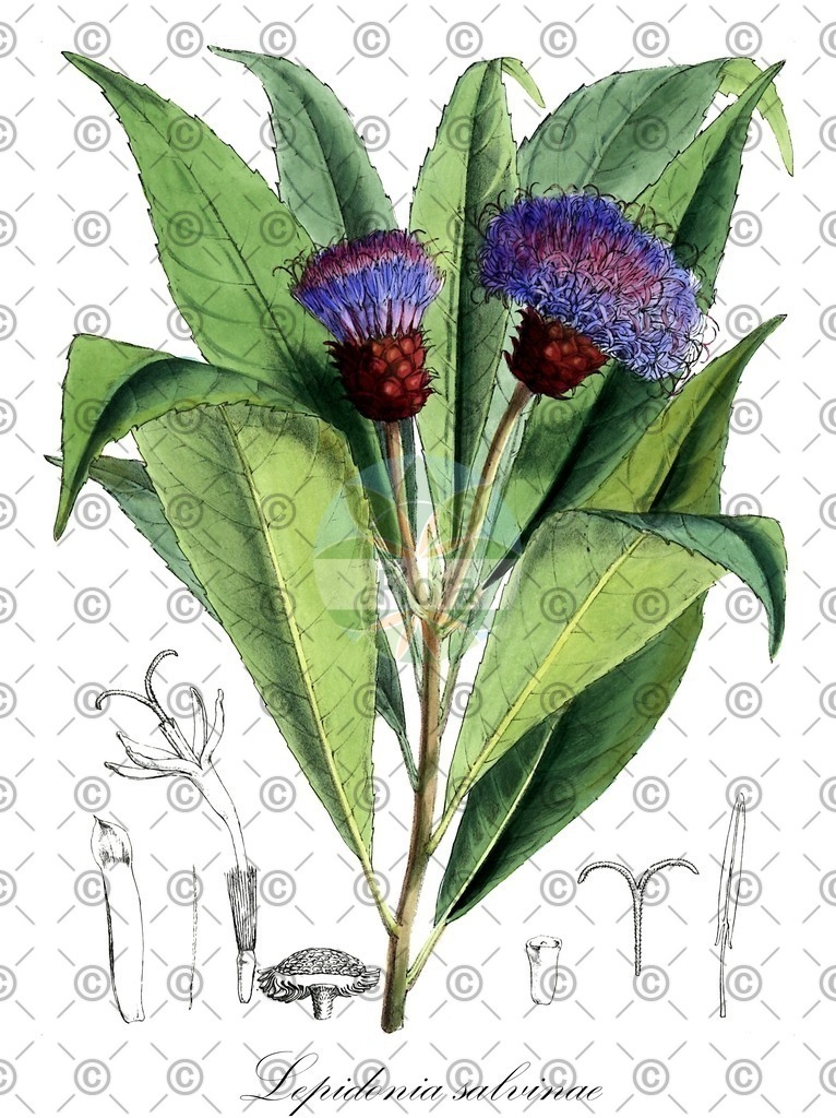 HistAbb_wfo-0001168307_1_ENZY_Simple | Historische Abbildung von Lepidonia salvinae - Asteraceae | Historical Illustration of Lepidonia salvinae - Asteraceae