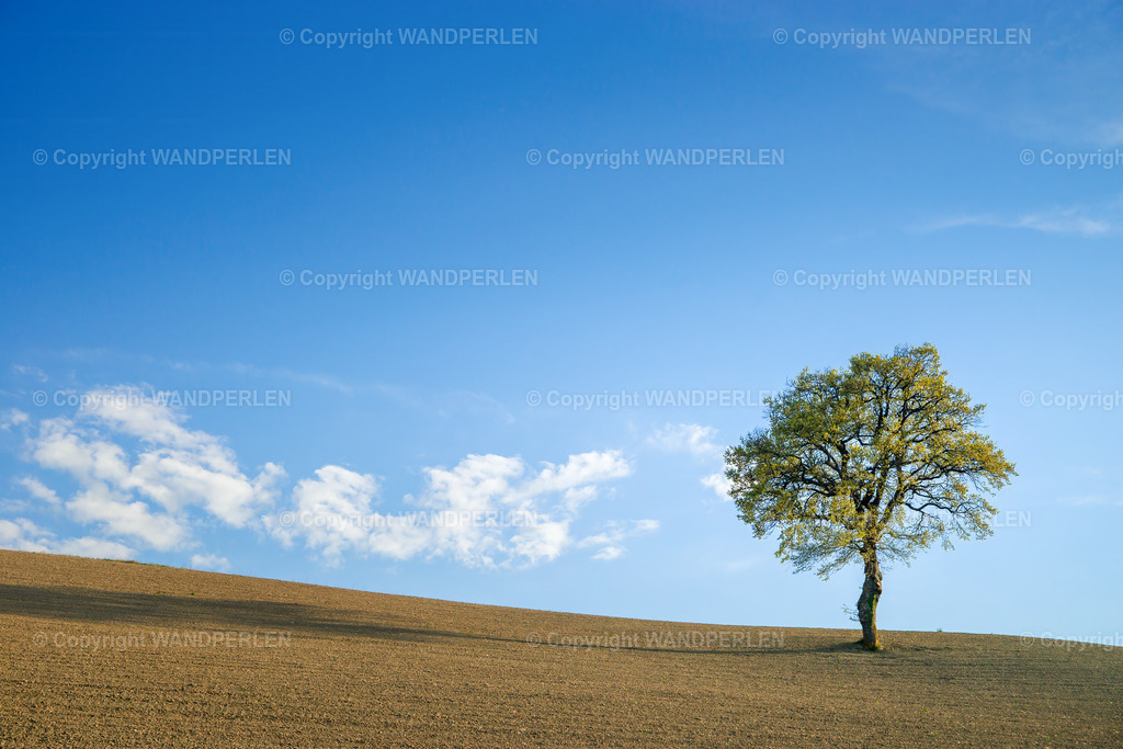 Frühlingserwachen in den Marken / Spring in the Marche | 204April in der italienischen Region Marken – ein einzelner Baum erwacht vor der Kulisse von Feldern und einem klaren, blauen Himmel zu neuem Leben. Die jungen, grünen Blätter künden von der Rückkehr des Frühlings, während sich flauschige Wolken träge am Himmel dahinbewegen. - Realisiert mit Pictrs.com