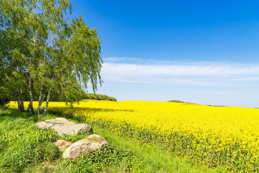 Rapsfeld mit Bäumen und blauen Himmel bei Parkentin | Rapsfeld mit Bäumen und blauen Himmel bei Parkentin.