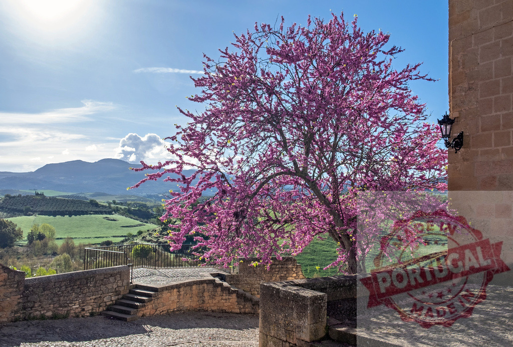 Blooming judas tree illuminating picturesque spanish village in spring | Vibrant judas tree in full bloom adding a touch of color to a charming Spanish village, creating a picturesque spring scene - Realisiert mit Pictrs.com
