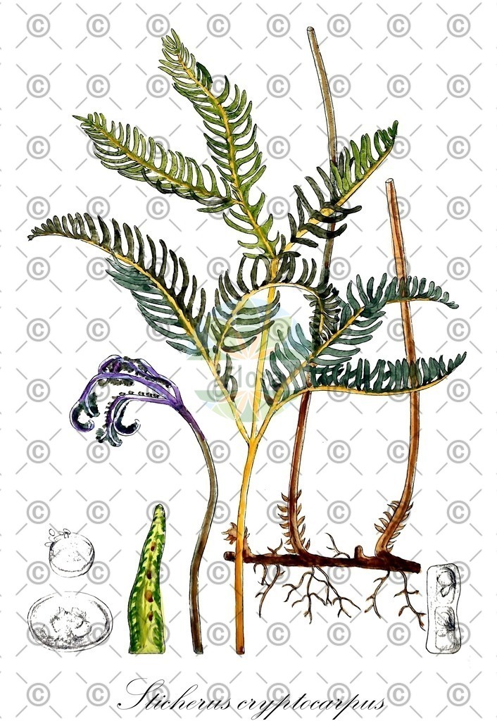 HistAbb_wfo-0000316787_1_ENZY_Simple | Historische Abbildung von Sticherus cryptocarpus - Gleicheniaceae | Historical Illustration of Sticherus cryptocarpus - Gleicheniaceae