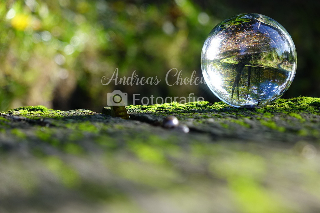 Glaskugel im Moos | Sichere Dir dieses schöne Foto als Druck - Realisiert mit Pictrs.com