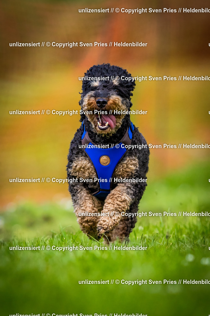 Sven Pries | 2025-04-13 - Hunderennen Baden-Baden - Realisiert mit Pictrs.com