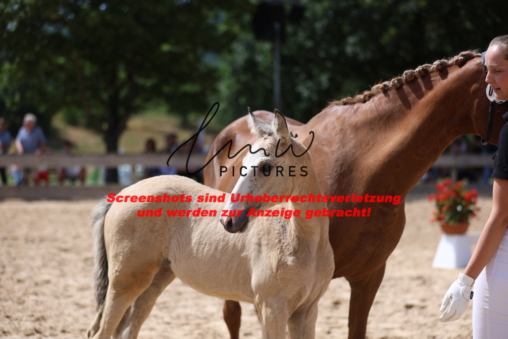 Fohlenschau_Schwäbisch_Hall_Ponys_KN 45_7 | lmwpictures - Realisiert mit Pictrs.com
