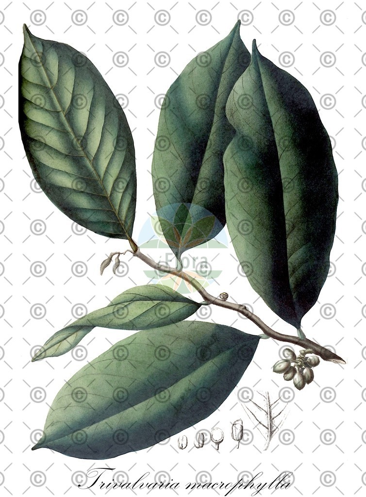 HistAbb_EMP_107310_SRC_Schlechtendal_FLORAD_SIMPLE | Historische Abbildung von Trivalvaria macrophylla - Annonaceae | Historical Illustration of Trivalvaria macrophylla - Annonaceae