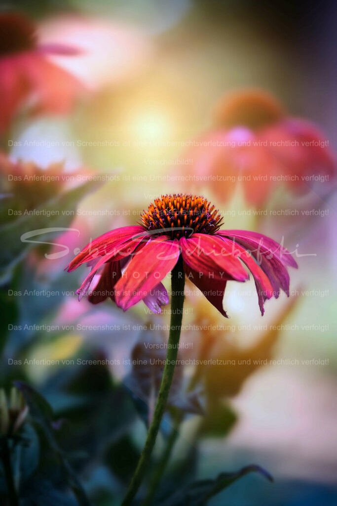 Wandbild "Sonnenhut" | People- und Tierfotografie, Imageaufnahmen, Veranstaltungsfotografie und Wandbilder aus der Natur ★ Made in Germany ✔️ Druck + Downloads ✔️ Naturfotografie in Top Qualität ★ schneller Versand, weltweite Lieferung! - Realisiert mit Pictrs.com