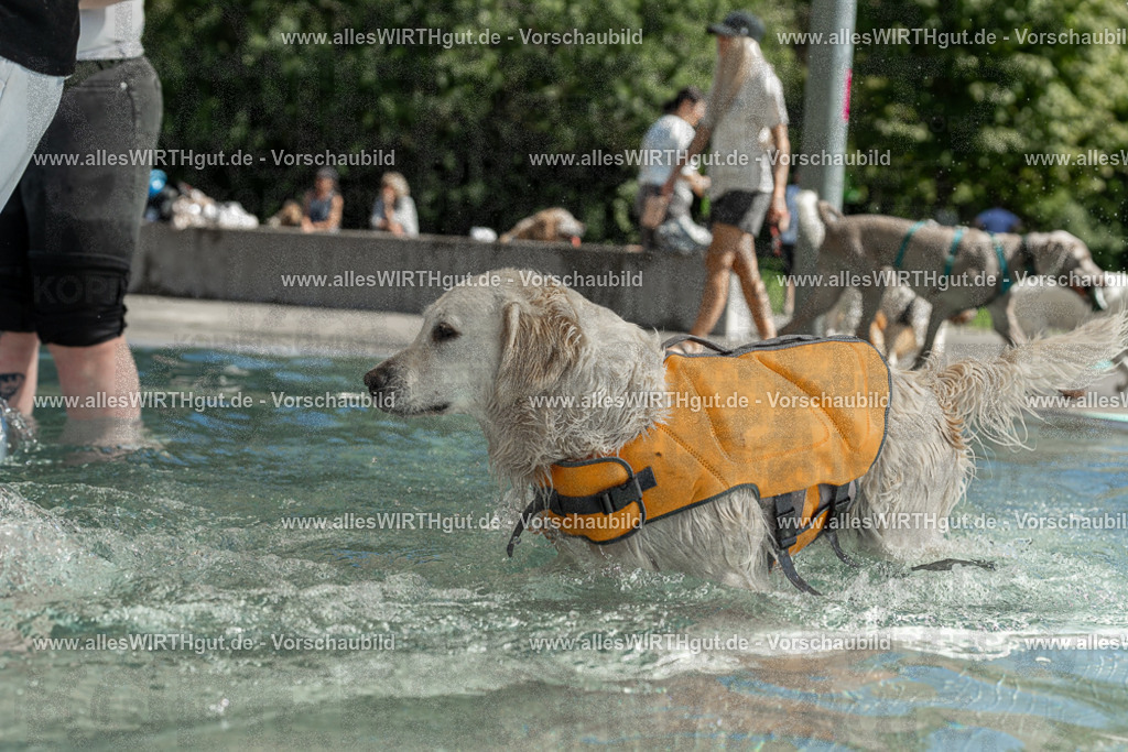 Hundeschwimmen_Volksbad_2026-allesWIRTHgut_Tierfotografie-2609061339-7R500866 | Professionelle Tierfotografie in Mönchengladbach von Daniel Wirth (allesWIRTHgut). Liebevolle & natürliche Bilder von Hunden & Katzen für unvergessliche Erinnerungen.