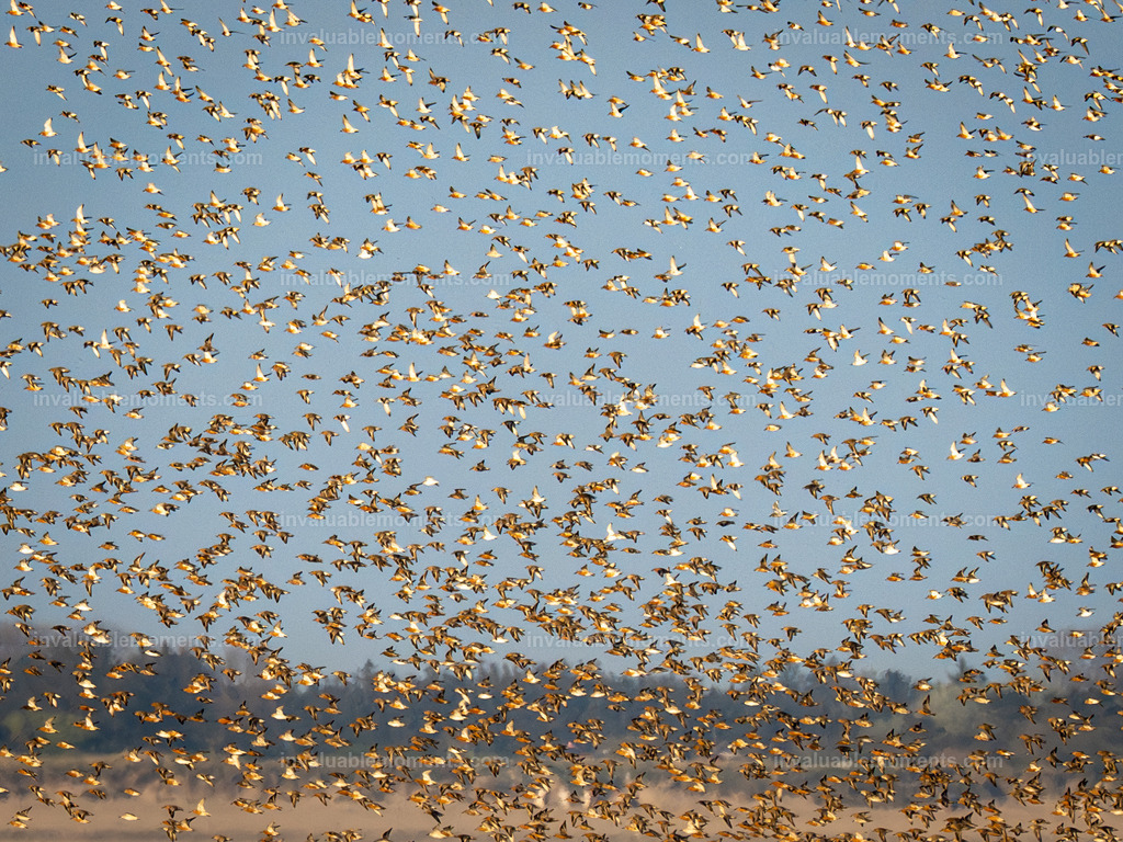 DSC_6275 | invaluablemoments.com - Realisiert mit Pictrs.com