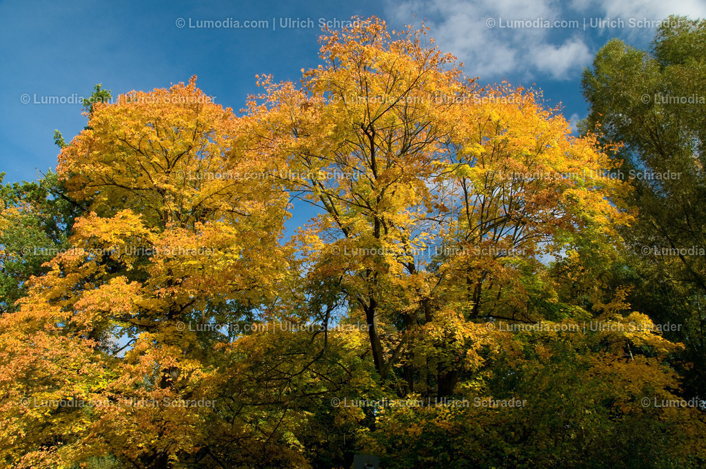 10049-1179 - Brühlpark | Stockfoto und Bilderpool mit Bildmaterial aus Deutschland, dem Harz, Halberstadt, Quedlinburg, Wernigerode und weltweit. Qualitativ hochwertige und professionelle Fotos anschauen und kaufen. - Realisiert mit Pictrs.com