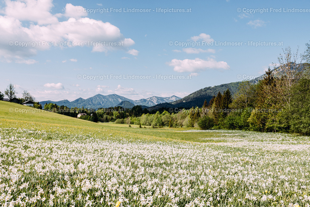 Narzissenbluete Mariazellerland 2022-7860 | Fotos und Fotoprodukte - Realisiert mit Pictrs.com