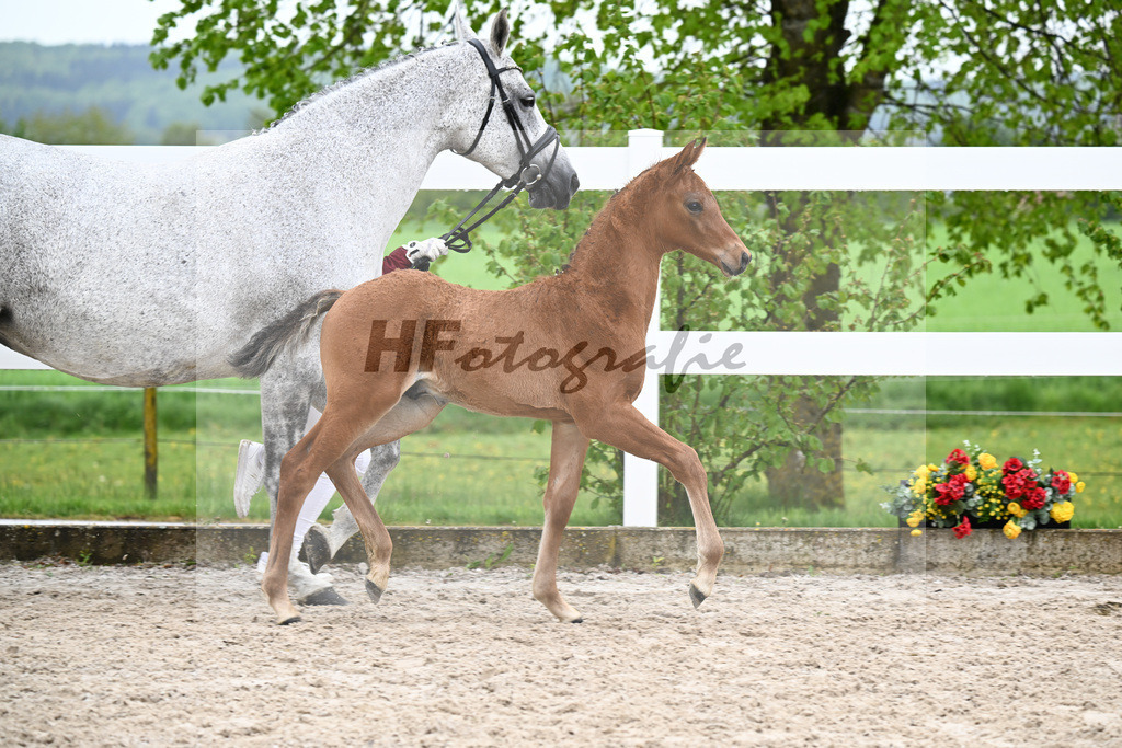 Kat-Nr. 23 HF Chaccos Son x Stolzenberg_Strohmeier_23261496 | hf-fotografie - Realizzato con Pictrs.com
