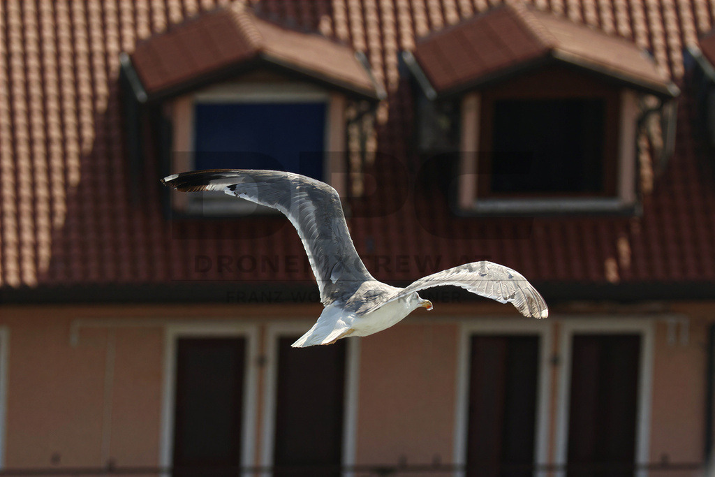 Yellow-legged Gull (Larus michahellis) | Yellow-legged Gull (Larus michahellis), a large gull species commonly found along Mediterranean coasts, rocky shorelines, harbours and coastal areas. - Realisiert mit Pictrs.com