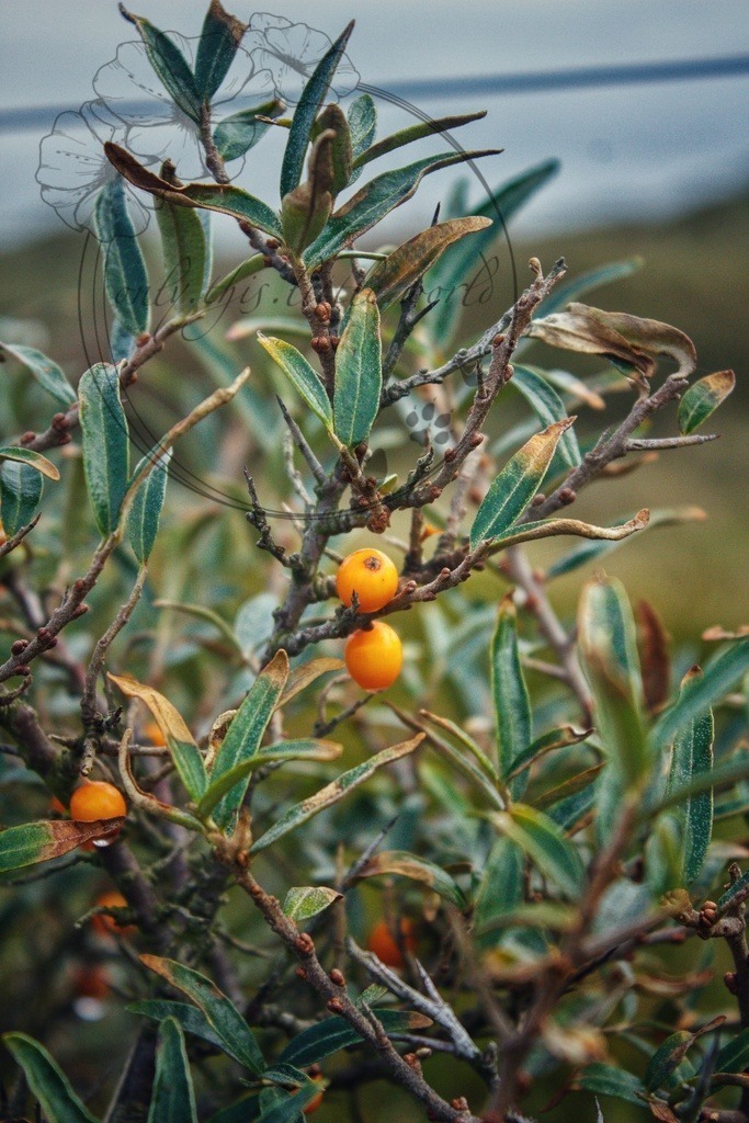 IMG_8490-01 | only.this.little.world - Realisiert mit Pictrs.com