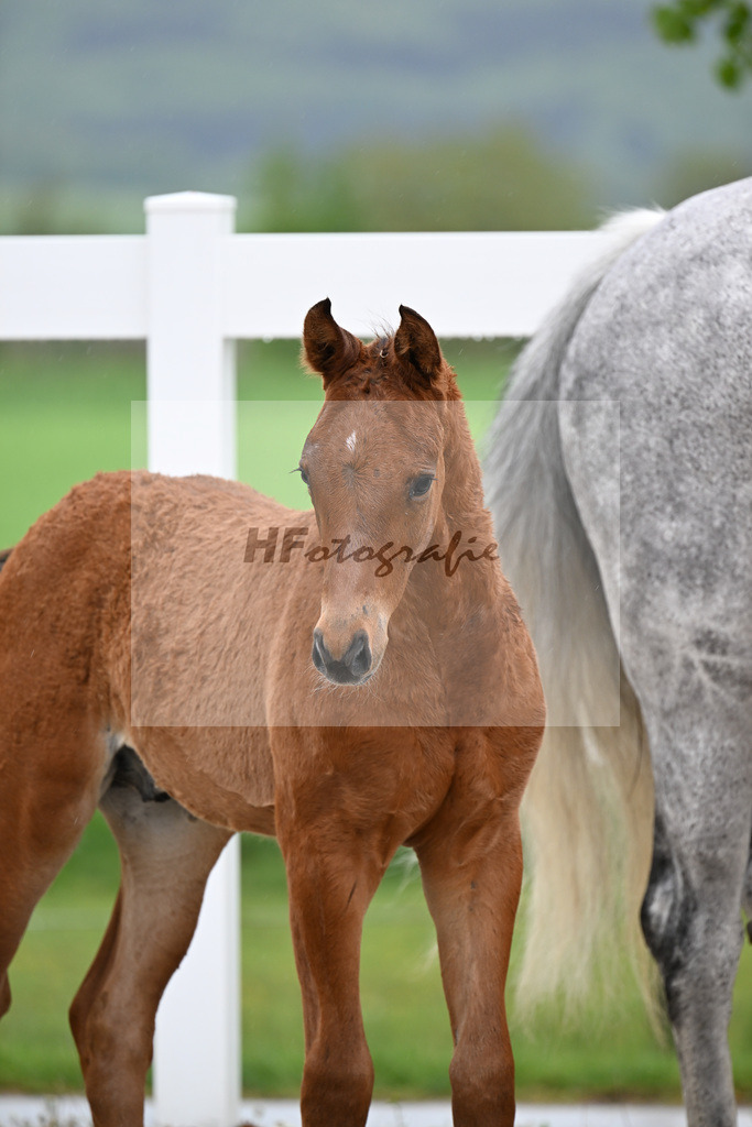 Kat-Nr. 23 HF Chaccos Son x Stolzenberg_Strohmeier_23261472 | hf-fotografie - Realisiert mit Pictrs.com
