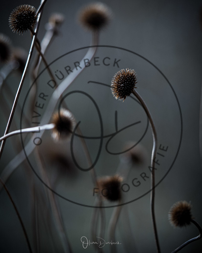 natur-pflanzen-07 | Shop für Kindergartenfotografie und andere Fotoprodukte von Oliver Dürrbeck Fotografie. - Realisiert mit Pictrs.com