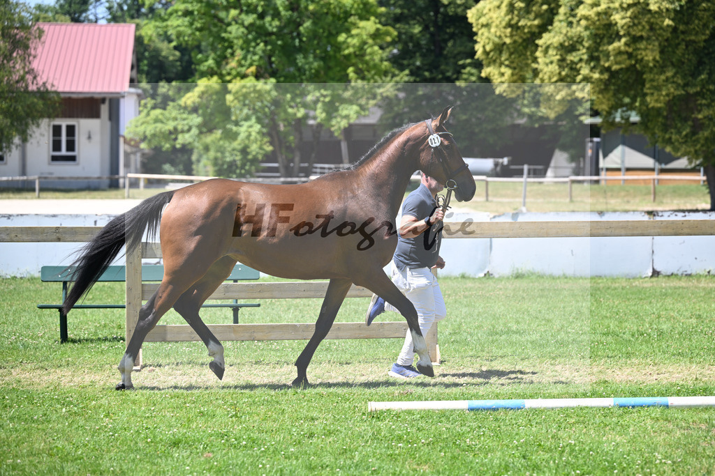 Kat-Nr. 21 Beauty Girl H.S. v. Cullinan du Borget B_Sommer_19250463 | hf-fotografie - Realisiert mit Pictrs.com