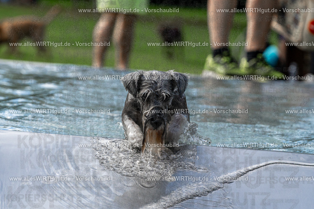 Hundeschwimmen_Volksbad_2026-allesWIRTHgut_Tierfotografie-2609061506-FAY07102 | Professionelle Tierfotografie in Mönchengladbach von Daniel Wirth (allesWIRTHgut). Liebevolle & natürliche Bilder von Hunden & Katzen für unvergessliche Erinnerungen.