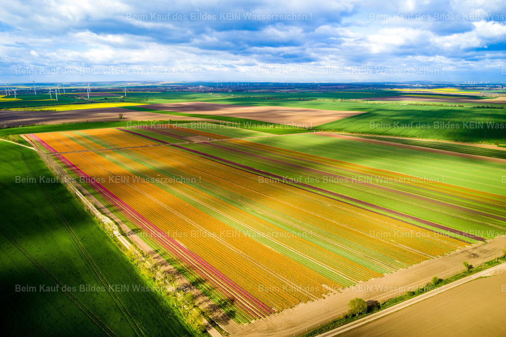 Schwaneberg Tulpen-0016 | Schwaneberg - Realisiert mit Pictrs.com