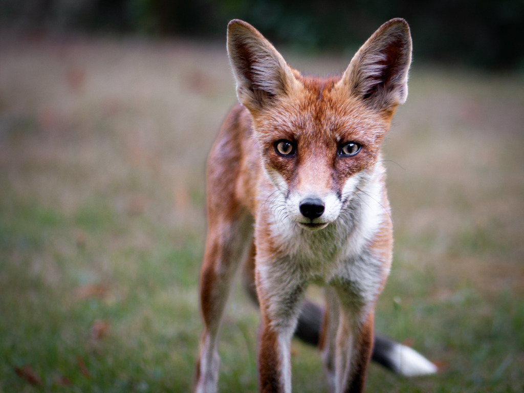 DSC_2082 | kaefersammler_roy - Realisiert mit Pictrs.com