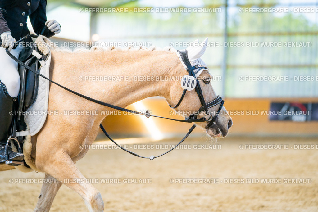 DSC07236 | Pferdegrafie