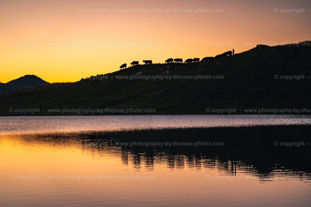 Kühe am Torsee am Morgen copyright  Thomas Pfister-1 | PHOTOGRAPHY BY THOMAS PFISTER