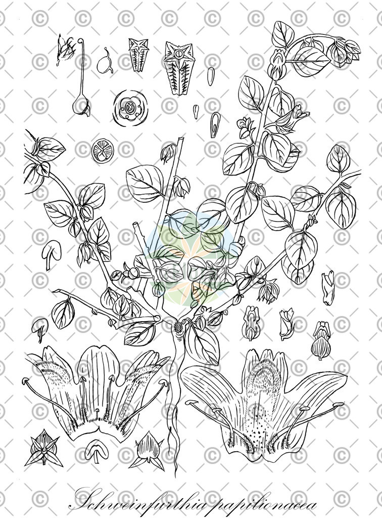 HistAbb_wfo-0000307173_1_ENZY_Simple | Historische Abbildung von Schweinfurthia papilionacea - Plantaginaceae | Historical Illustration of Schweinfurthia papilionacea - Plantaginaceae