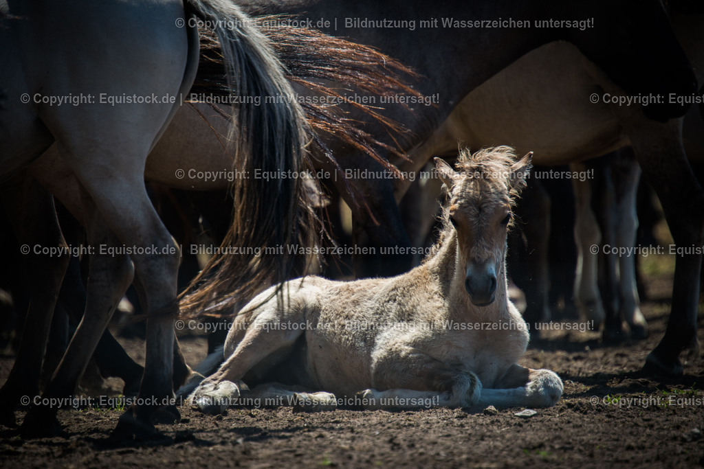 20150711_TOMsPiC_0195 | equistock