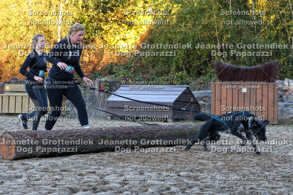 Dog Paparazzi - Strongdog 10-25-395 | Dog Paparazzi Jeanette Grottendiek Fotografie & Videografie - Realisiert mit Pictrs.com