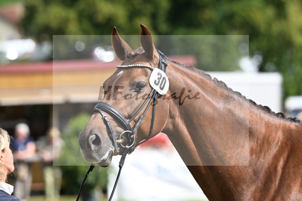 Kat-Nr. 30 Vaiana v. Vitalis_Weyland_30250894 | hf-fotografie - Realisiert mit Pictrs.com