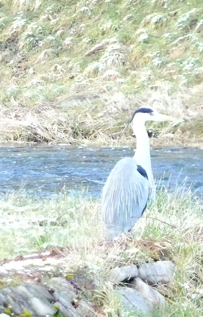 Fischreiher | Verkauf von Fotos und  Videoclips zumThema Natur.Motive sind Pflanzen, Tiere, Landschaftenund Wetter - Realisiert mit Pictrs.com