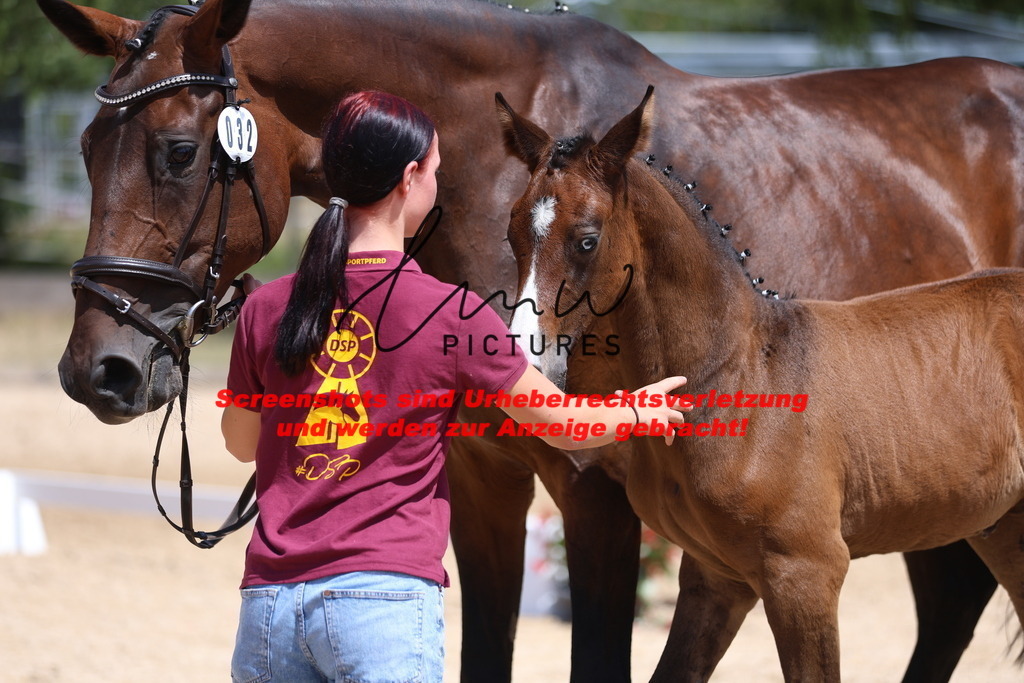 Fohlenschau_Schwäbisch_Hall_springbetonte_Fohlen_KN 32_23 | lmwpictures - Realisiert mit Pictrs.com