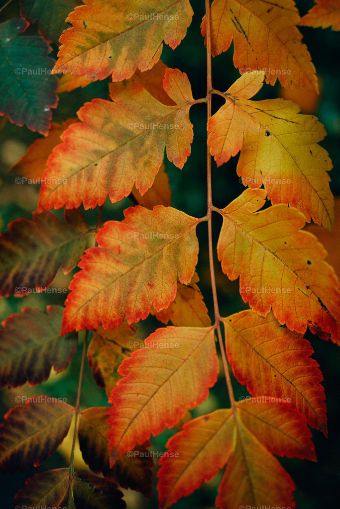 20221020_PaulHense_S0042_DSC00124 | paulhense - Realisiert mit Pictrs.com