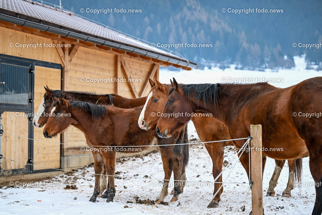 Slowakei_ Durcina_ Ranch Simba_ 06.01.2026-35 | 06.01.2026, Rajec, SVK, Themenbild, Pferde, im Bild Pferd, Pferde, Stute, Hengst, Fohlen, Quarter Horse, Ranch, Weide, Hof, Wiese, Stall, Nutztier, Tier, Winter, Schnee