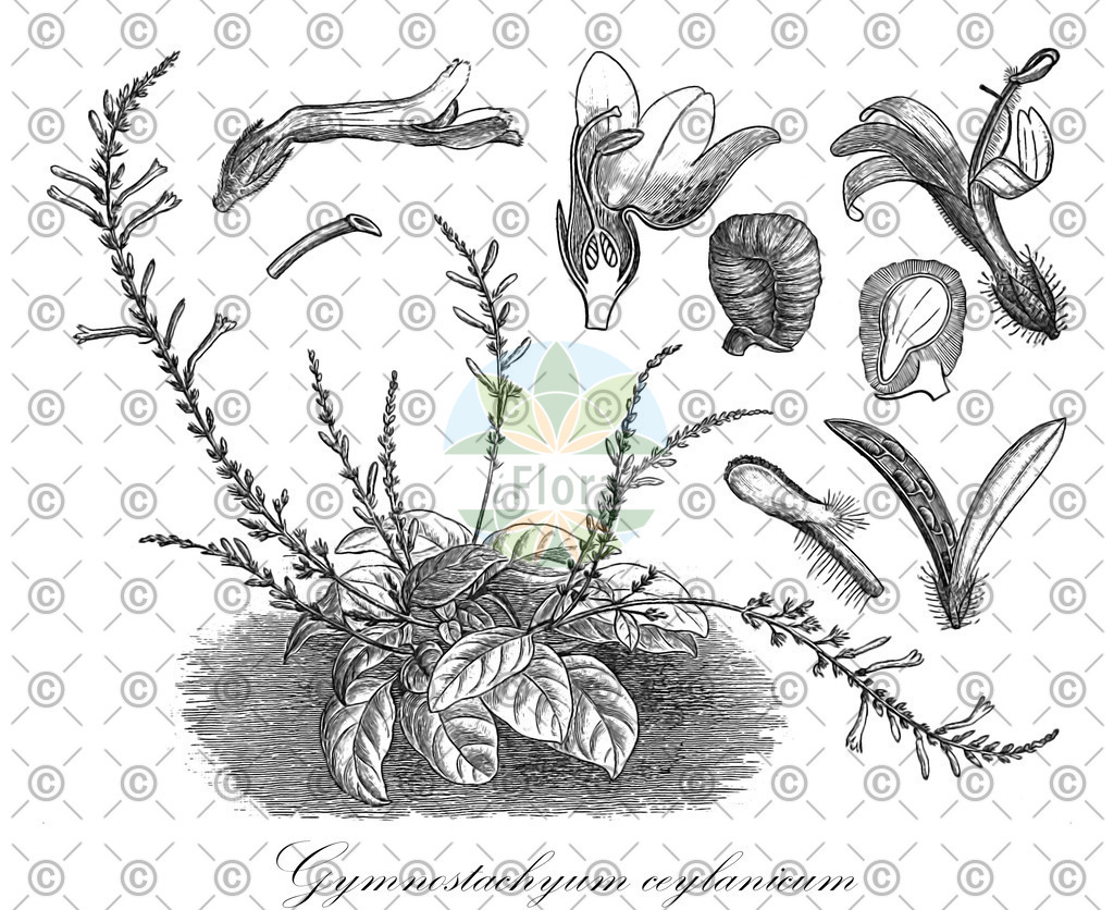 HistAbb_wfo-0000713194_1_ENZY_Simple | Historische Abbildung von Gymnostachyum ceylanicum - Acanthaceae | Historical Illustration of Gymnostachyum ceylanicum - Acanthaceae