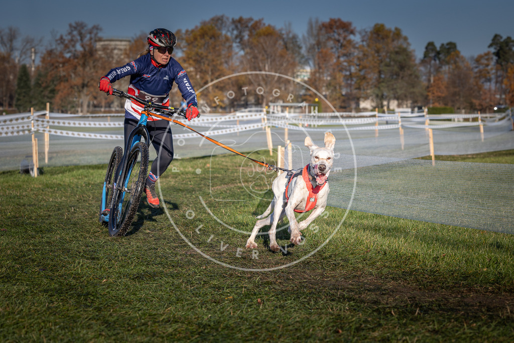 CaniXpix_0L8A4123 | Hundefotografie, Tierfotograf, Pfotenfotografie, Fotoshooting Hund, Hunde Portrait, Hundesport, Hundeportraits, Heideshooting, Hunde, Sportfotograf, Hundefotograf, Turnierhundsport, THS,  - Realisiert mit Pictrs.com