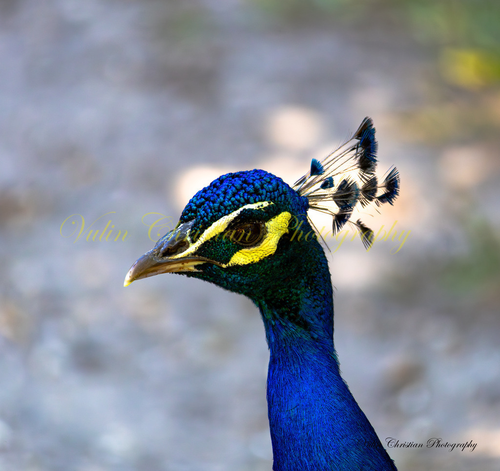 PH 6 | Christian Vulin  - Realisiert mit Pictrs.com