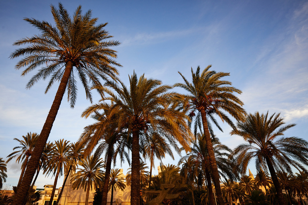Palmen im Abendlicht | Palma de Mallorca, Spanien - December 28, 2013: Palmen im Abendlicht. - Realisiert mit Pictrs.com
