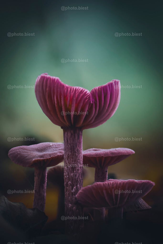 Purple Whale | Ein schönes Grüppchen Violetter Lacktrichterlinge. - Realisiert mit Pictrs.com