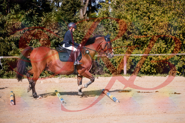 2026_10_03_Siefer-Hof_143735_Z81_06432720 | Professionelle Reitsport-, Turnier- und Eventfotografie von Robert Broda. Galerien mit ausgewählten und bearbeiteten Bildern direkt online ansehen und bestellen.