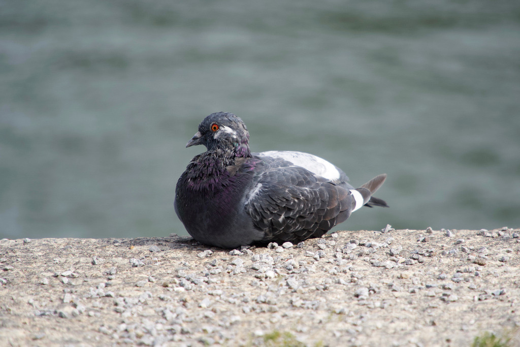 Taube | Taube sitzend - Realisiert mit Pictrs.com