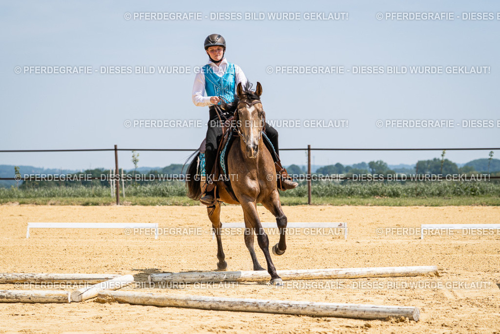 DSC01009 | Pferdegrafie