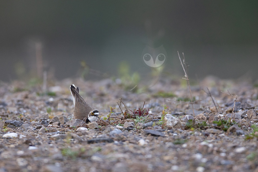 20220413070558-6 | Der Flussregenpfeifer (Charadrius dubius) ist eine Vogelart aus der Familie der Regenpfeifer (Charadriidae). In Mitteleuropa ist der Flussregenpfeifer ein verbreiteter, aber wenig häufiger Brut- und Sommervogel. Während der Zugzeiten ist er verhältnismäßig häufig als Durchzügler und Rastvogel zu beobachten. - Realisiert mit Pictrs.com