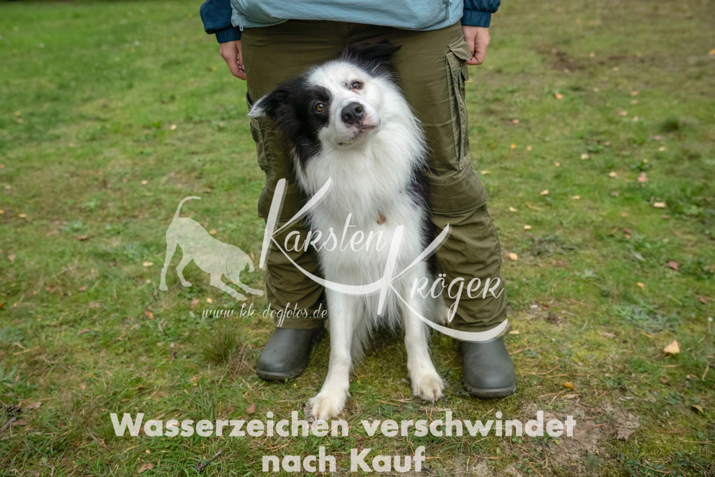 1236_ZZ91544-2-Bearbeitet | kk-dogfotos