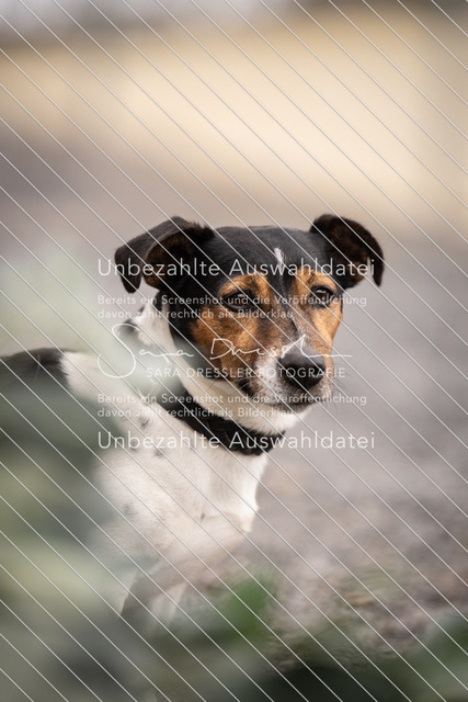 SD_OES26_07395 | saradresslerfotografie - Realisiert mit Pictrs.com