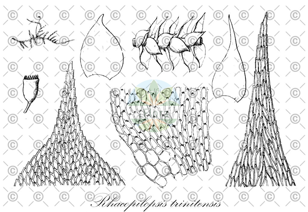 HistAbb_wfo-0000015582_1_ENZY_Simple | Historische Abbildung von Rhacopilopsis trinitensis - Hypnaceae | Historical Illustration of Rhacopilopsis trinitensis - Hypnaceae