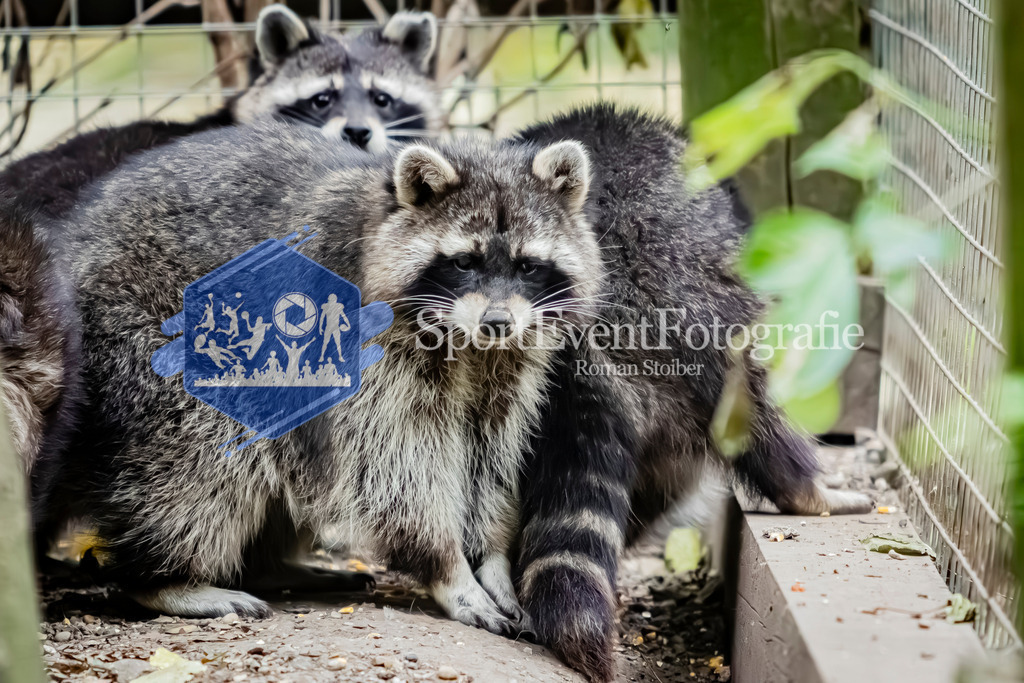 IMG_4074 | SportEventFotografie - Roman Stoiber