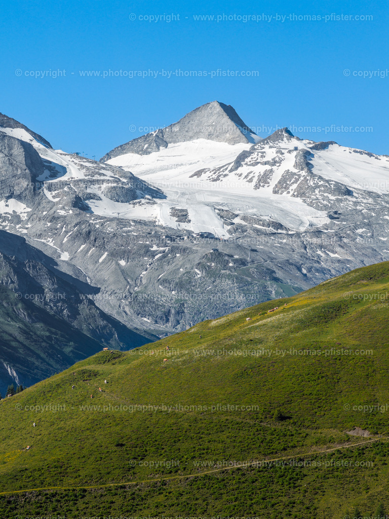 Kühe vor Gletscher im Sommer copyright  Thomas Pfister-1 | PHOTOGRAPHY BY THOMAS PFISTER