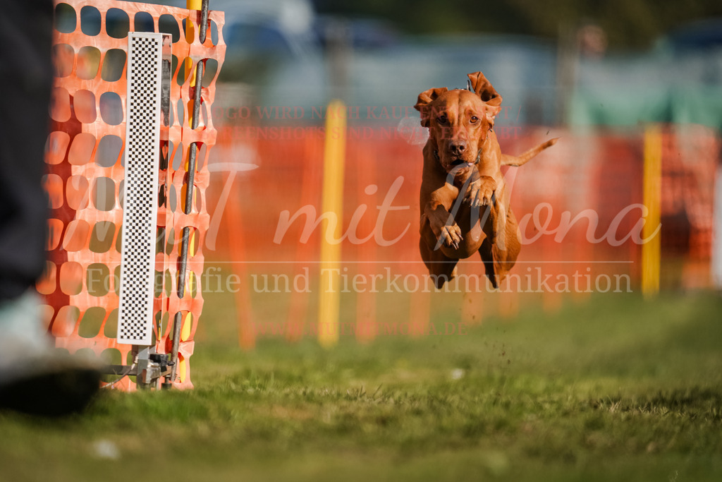 20250928_Hunderennen-167 | MuT (Mensch und Tier) mit Mona - Fotografie und Tierkommunikation - Realisiert mit Pictrs.com