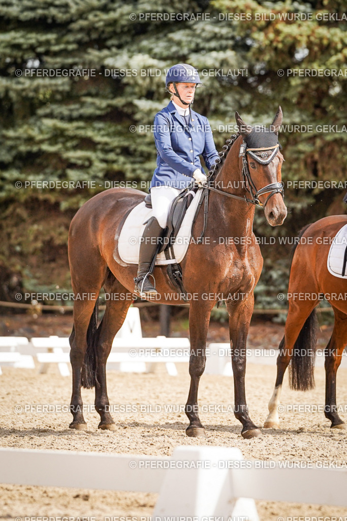 DSC01387 | Pferdegrafie